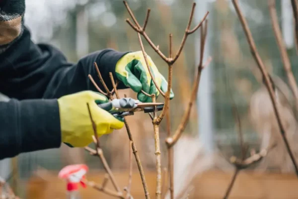 En gren bliver klippet af en arbejder med havehandsker på.